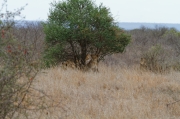 08 - Kruger NP (19)